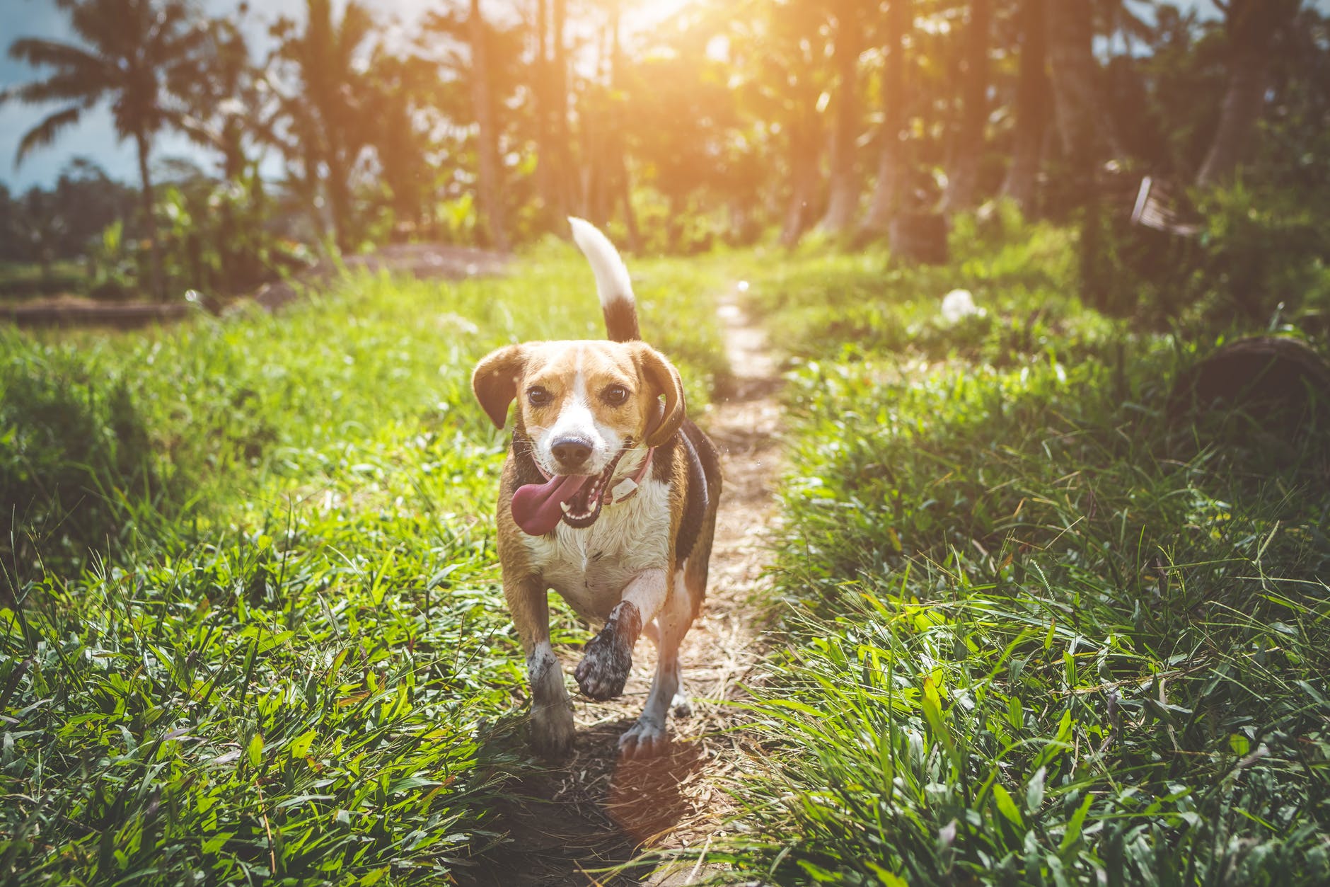 Dog stock photo